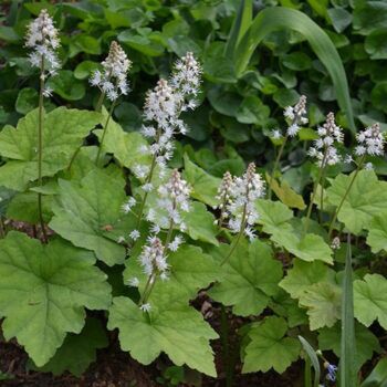 6 Best Plants for a Shade Garden - The Craftsman Blog