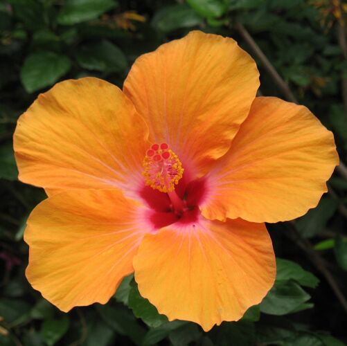 How to Plant and Grow Tropical Hibiscus