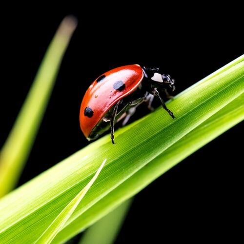 6 Benefits of Ladybugs - The Craftsman Blog