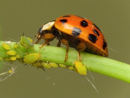 How Ladybug Larvae Look and Benefit Your Garden