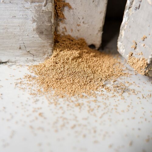 carpenter ant droppings